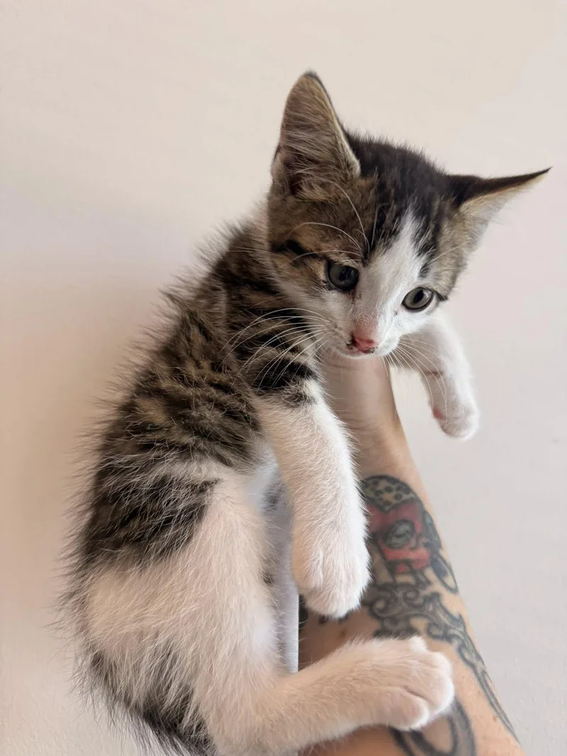 A baby small-sized male Domestic Short Hair cat named Bogo for adoption in Clarksville, TN