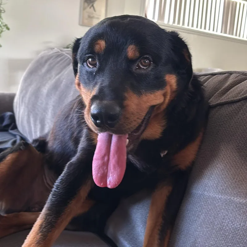 An adult large-sized male Rottweiler dog named Lux for adoption in El Cajon, CA