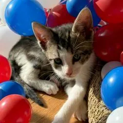 A baby small-sized male White Domestic Short Hair cat named Diesel for adoption in Oakland Park, FL
