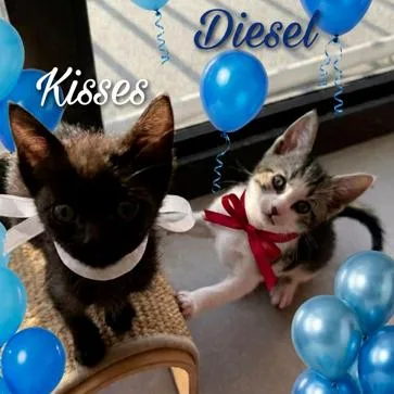Diesel thumbnail 2