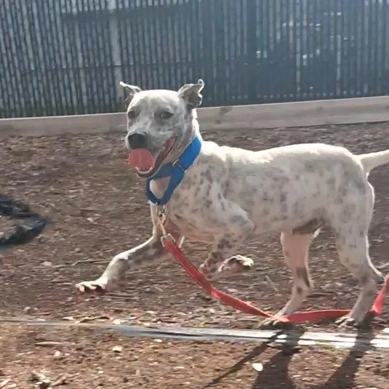 An adult medium-sized male Mixed Breed dog named Pee Wee for adoption in West Palm Beach, FL