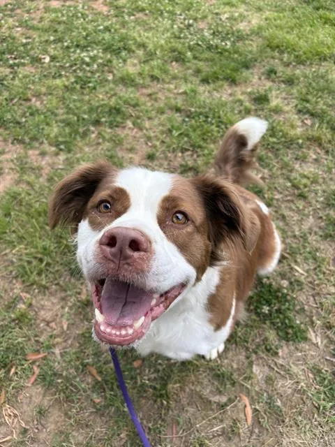 An adult medium-sized male Australian Shepherd dog named Moose for adoption in Charlotte, NC