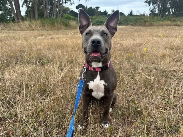 A young medium-sized female Pit Bull Terrier dog named Pocket for adoption in McKinleyville, CA
