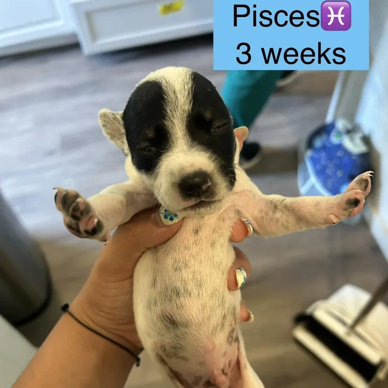 A baby small-sized male Black Mixed Breed dog named Pisces for adoption in Tampa, FL