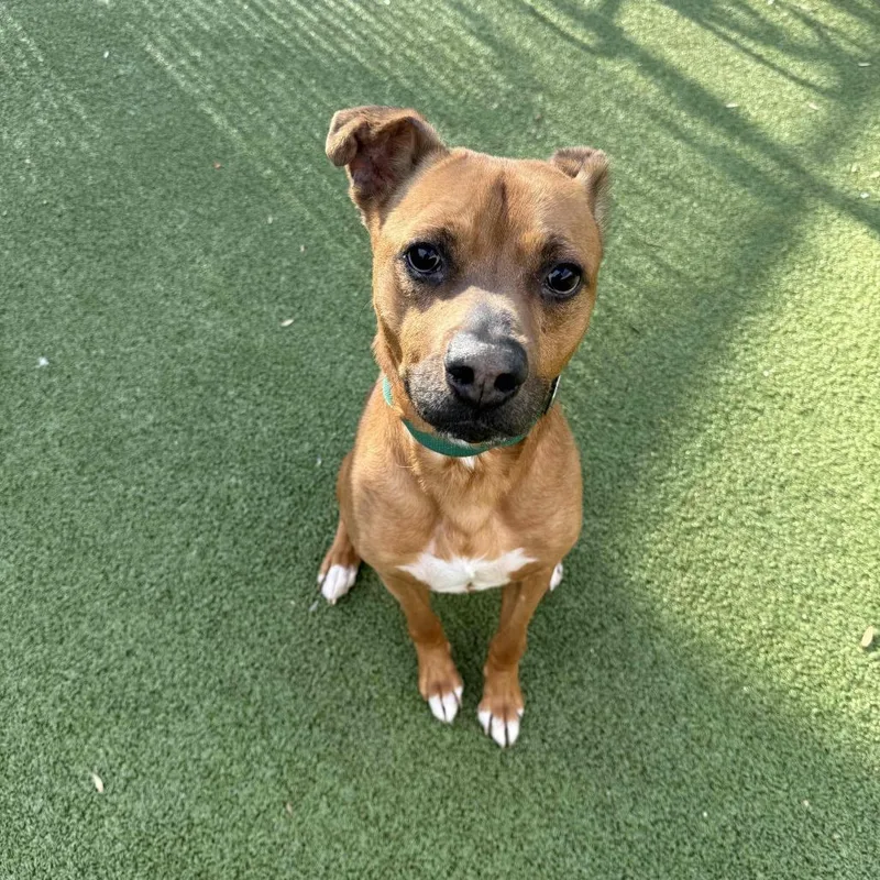 A senior medium-sized male Brown / Chocolate Mixed Breed dog named Rocko for adoption in Greensboro, NC