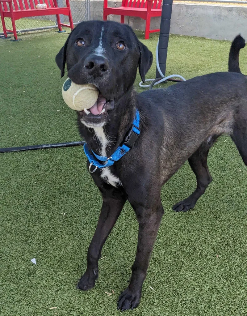 An adult large-sized male Labrador Retriever dog named Dexter for adoption in Newport, NH