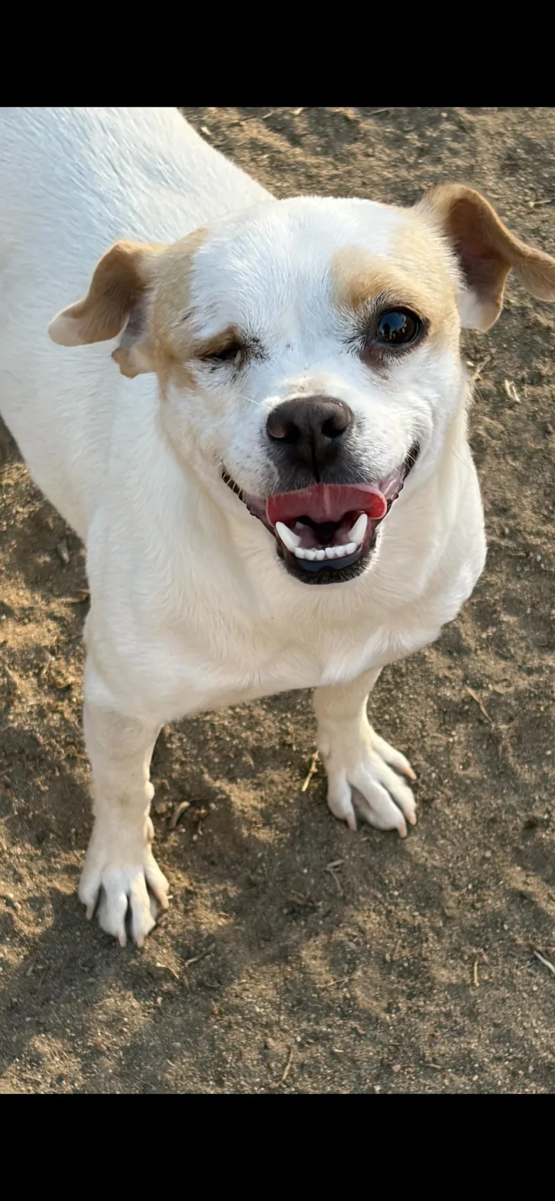 A young small-sized female Apricot / Beige Chihuahua dog named Jamie for adoption in Hamden, CT