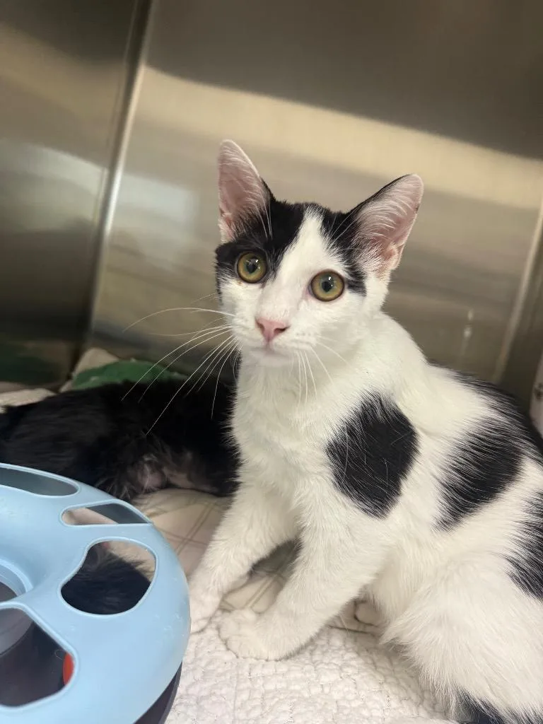 A baby medium-sized male Domestic Short Hair cat named Gus Gus for adoption in Peoria, AZ