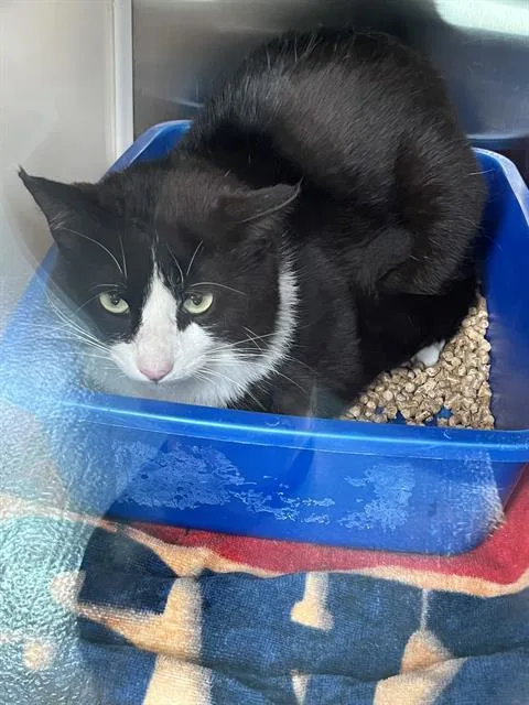 An adult small-sized male Domestic Short Hair cat named Benedict for adoption in Pearland, TX