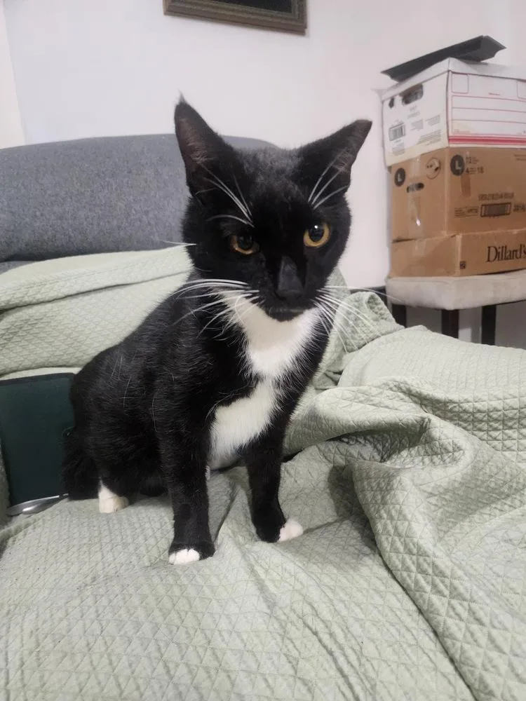 An adult large-sized male Black & White / Tuxedo Domestic Short Hair cat named Fitzgerald for adoption in Hudson, NH