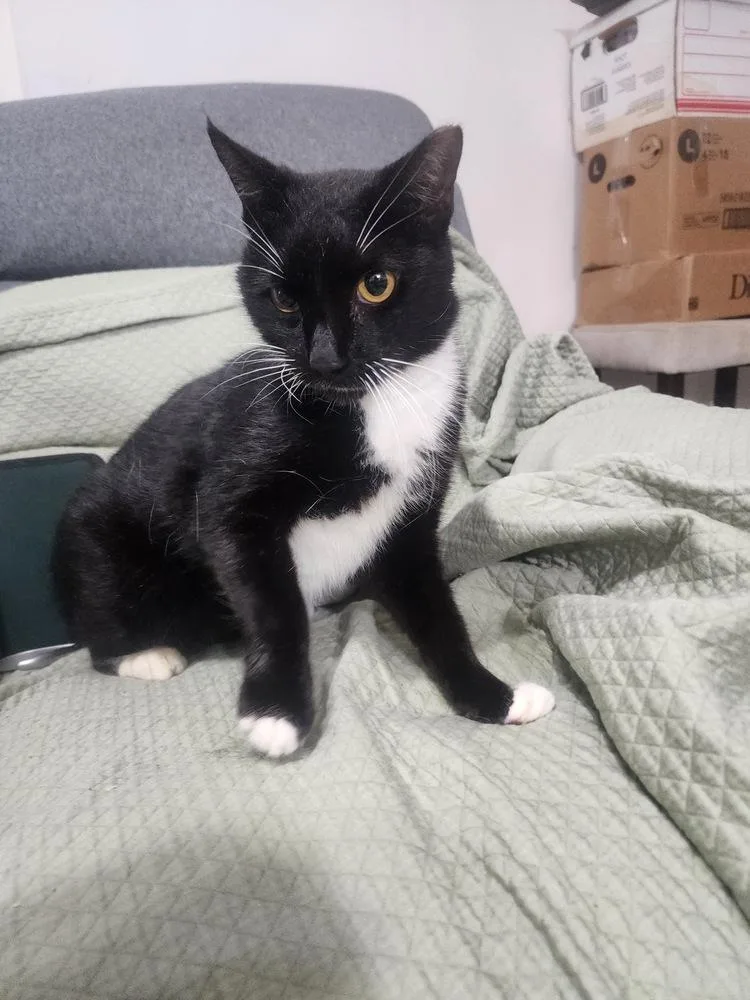 Fitzgerald thumbnail 2