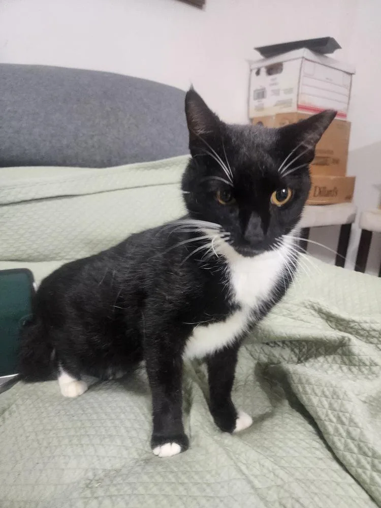 Fitzgerald thumbnail 3