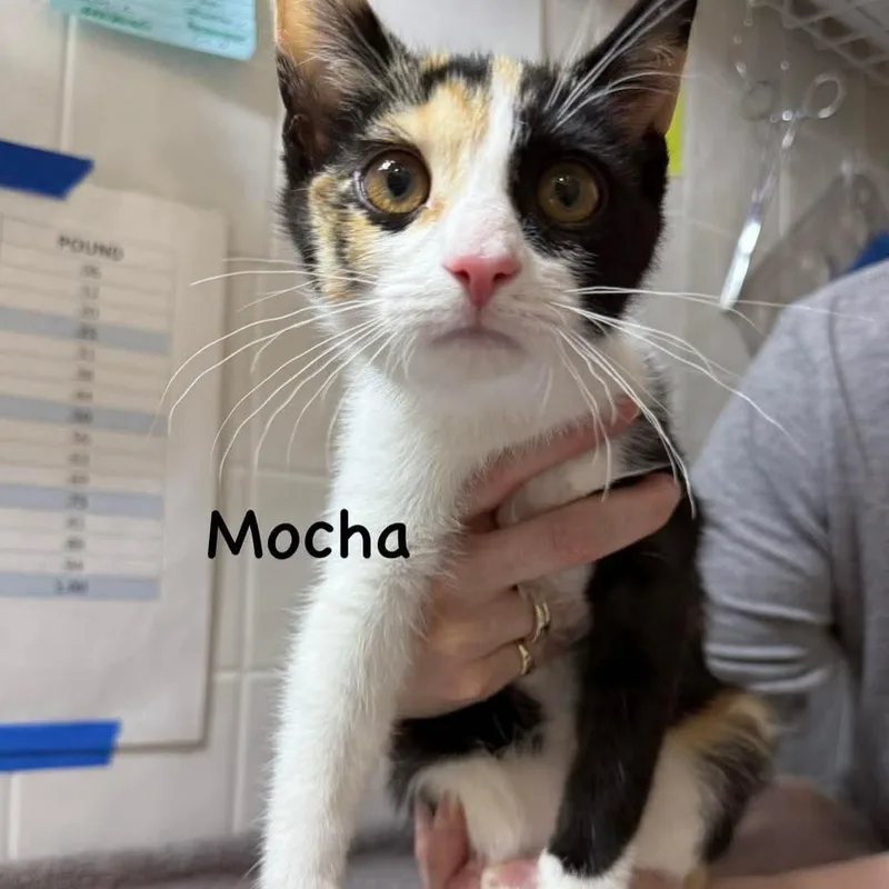 Mocha thumbnail 2