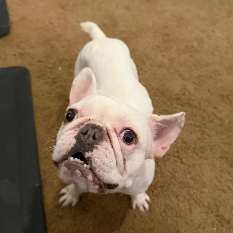 Dolly
