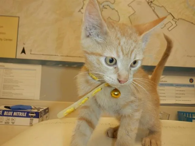 A baby small-sized male Domestic Short Hair cat named A for adoption in San Jose, CA