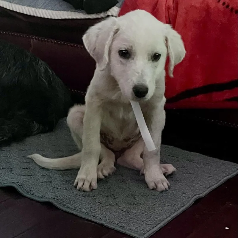 A baby medium-sized female White / Cream Great Pyrenees dog named Wheat for adoption in South Elgin, IL