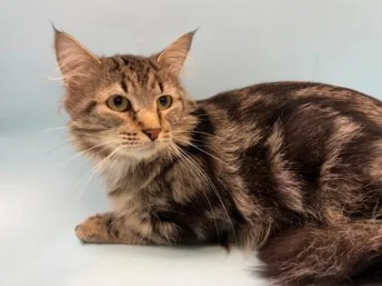 An adult small-sized male Domestic Medium Hair cat named Salman for adoption in Woodbury, MN