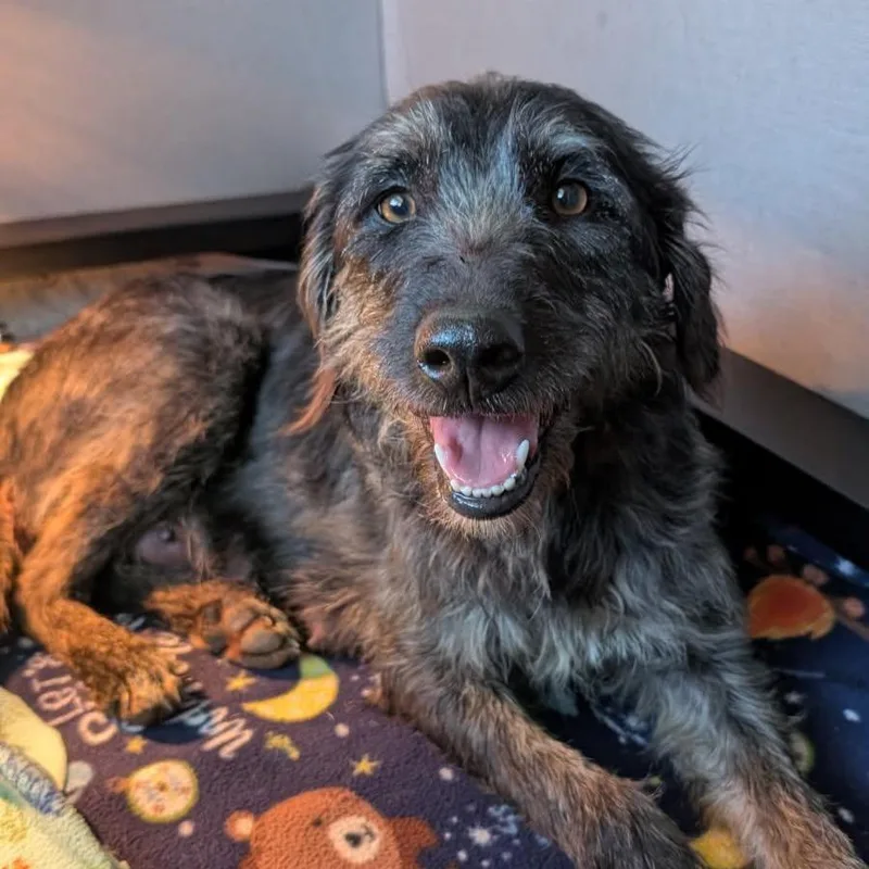 An adult medium-sized female Black Wirehaired Terrier dog named Fortune for adoption in Durham, NC