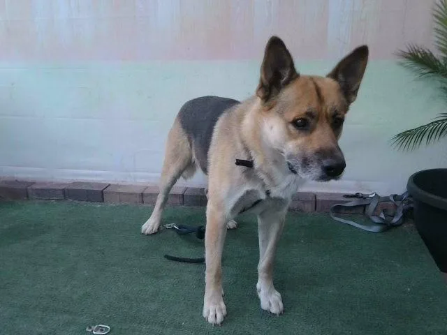 A young medium-sized male German Shepherd Dog dog named Rocky for adoption in Baldwin Park, CA