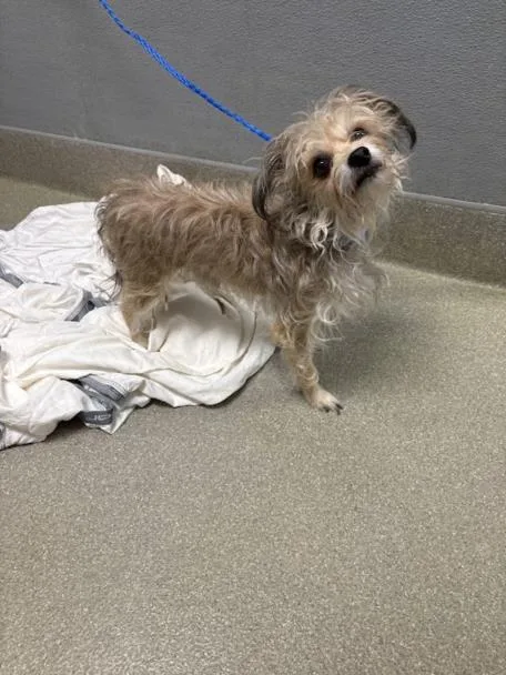 An adult small-sized male Terrier dog named Quincy Bob for adoption in Las Vegas, NV