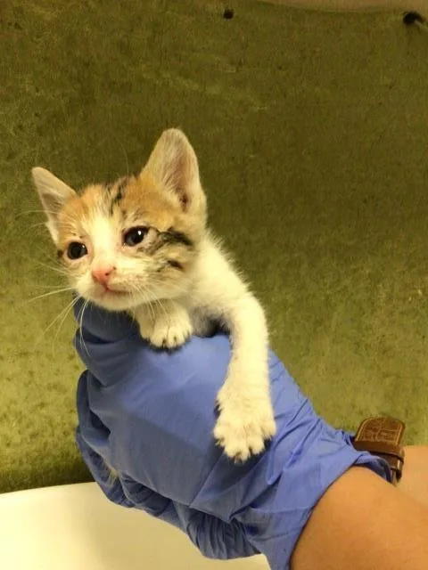 A baby small-sized female Domestic Short Hair cat named Beverly for adoption in Riverside, CA