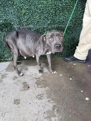 A baby medium-sized female Pit Bull Terrier dog named Nova for adoption in El Paso, TX