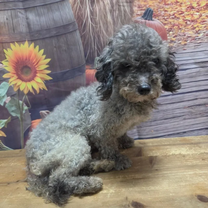 A senior small-sized female Gray / Blue / Silver Miniature Poodle dog named Aria for adoption in Normal, IL