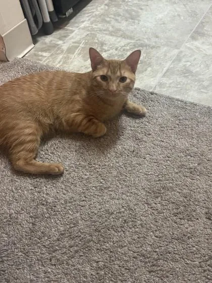 An adult small-sized male Domestic Short Hair cat named Simba for adoption in West Chester, PA