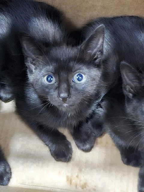 A baby medium-sized female Domestic Short Hair cat named Jaguar for adoption in Dallas, TX