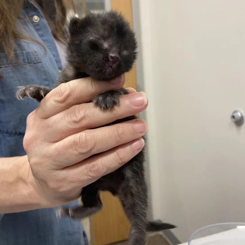A baby small-sized male Black Domestic Medium Hair cat named Honeysuckle for adoption in Chattanooga, TN