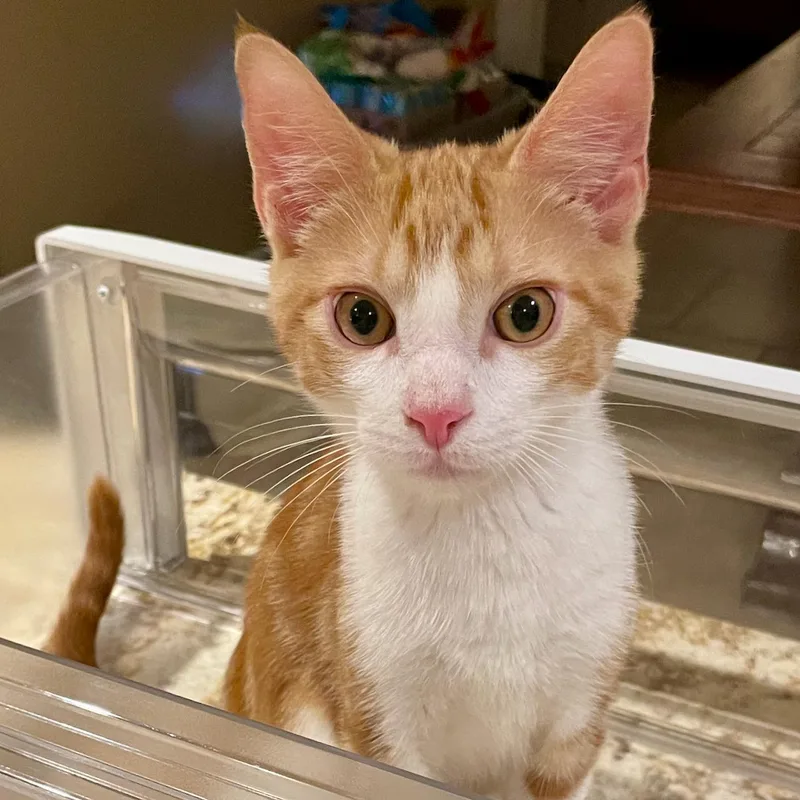 Charmander thumbnail 4