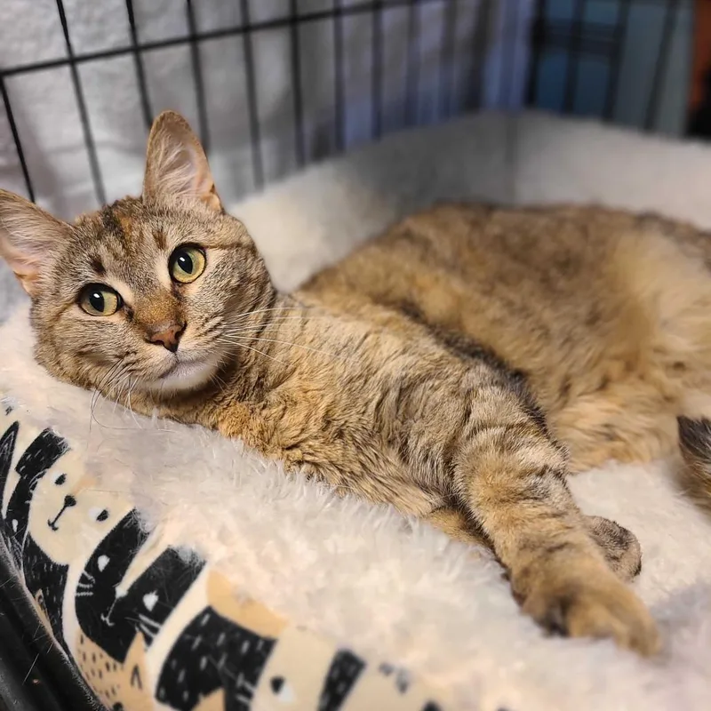 An adult large-sized female Torbie Domestic Short Hair cat named Josephine for adoption in Las Vegas, NV