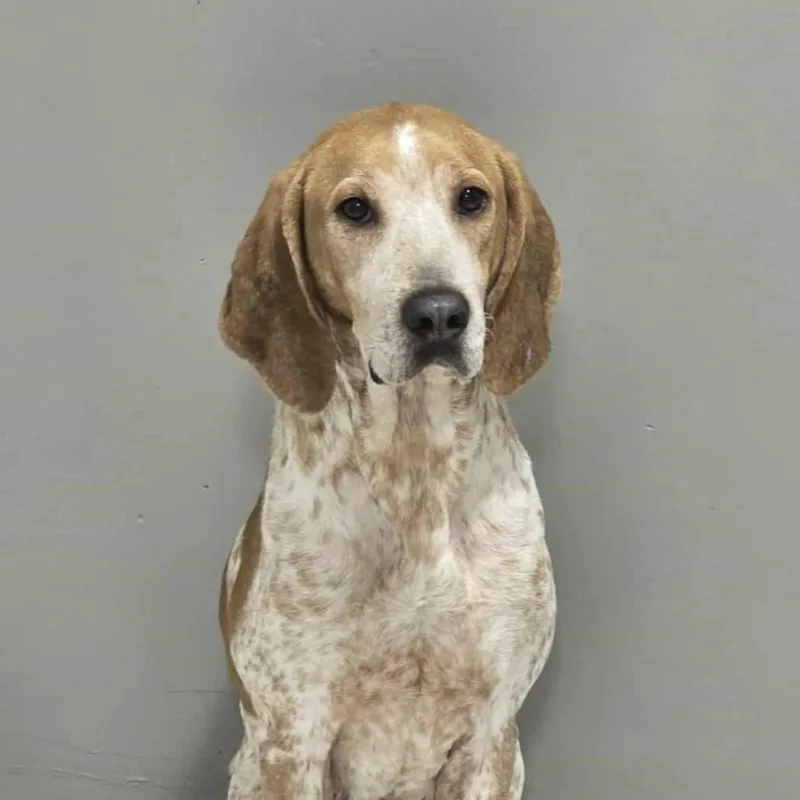 A senior medium-sized female Red / Chestnut / Orange Coonhound dog named Susie for adoption in Columbia, SC
