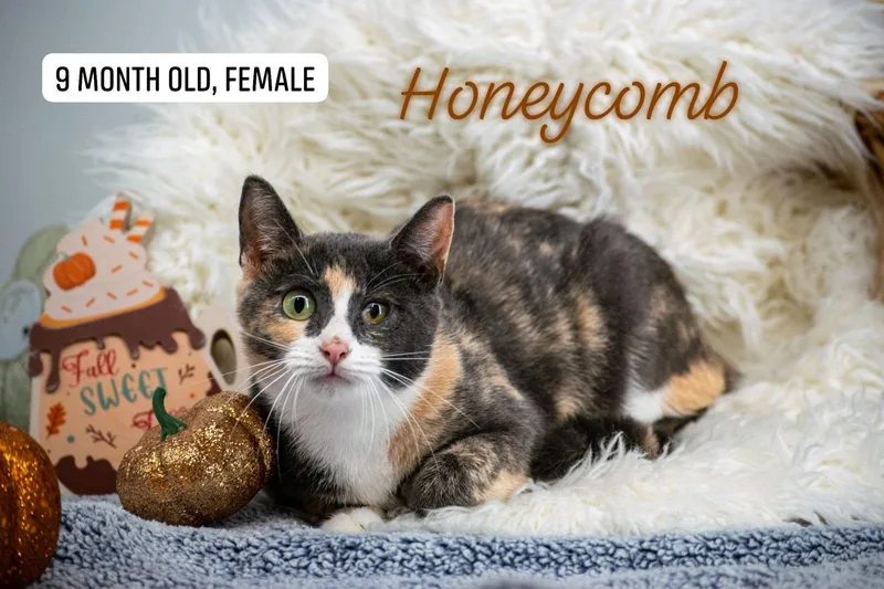 A young medium-sized female Domestic Short Hair cat named Honeycomb for adoption in Sevierville, TN