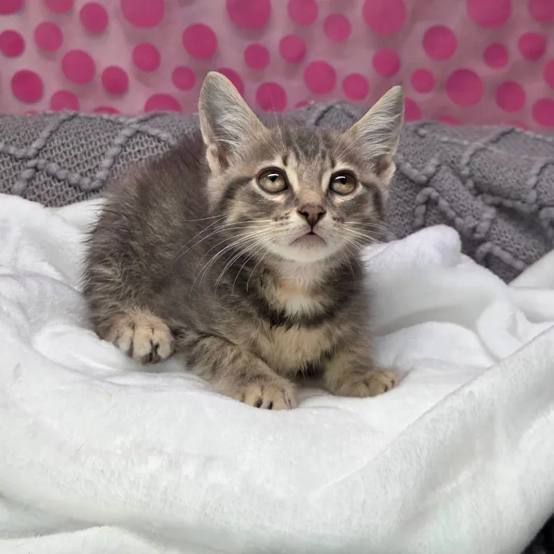 A baby small-sized male Gray / Blue / Silver Domestic Short Hair cat named DasherC for adoption in East Saint Louis, IL