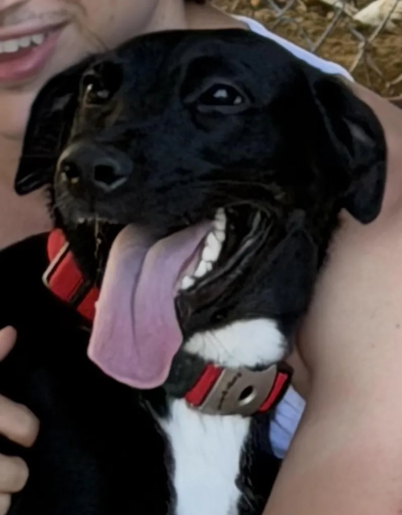 A young medium-sized female Black Labrador Retriever dog named Raven for adoption in Pilot Point, TX