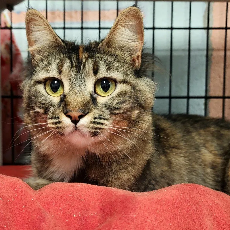 An adult medium-sized female Brown / Chocolate Domestic Short Hair cat named Sesame for adoption in Columbus, NC