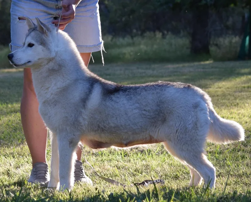An adult medium-sized female Gray / Blue / Silver Siberian Husky dog named Tea for adoption in Campbell, CA