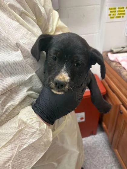 A baby small-sized male Mixed Breed dog named Charlie for adoption in Knoxville, TN