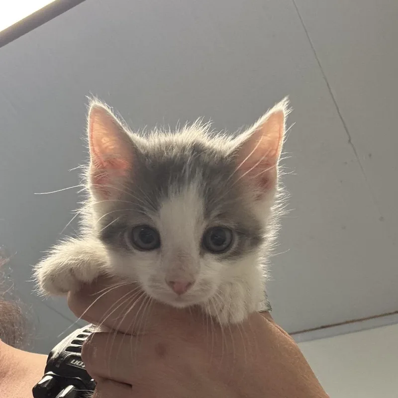A baby small-sized female Gray / Blue / Silver Manx cat named Cuties for adoption in Hattiesburg, MS