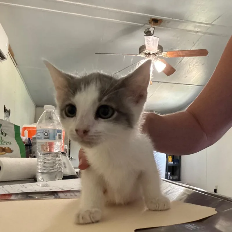 Cuties thumbnail 5