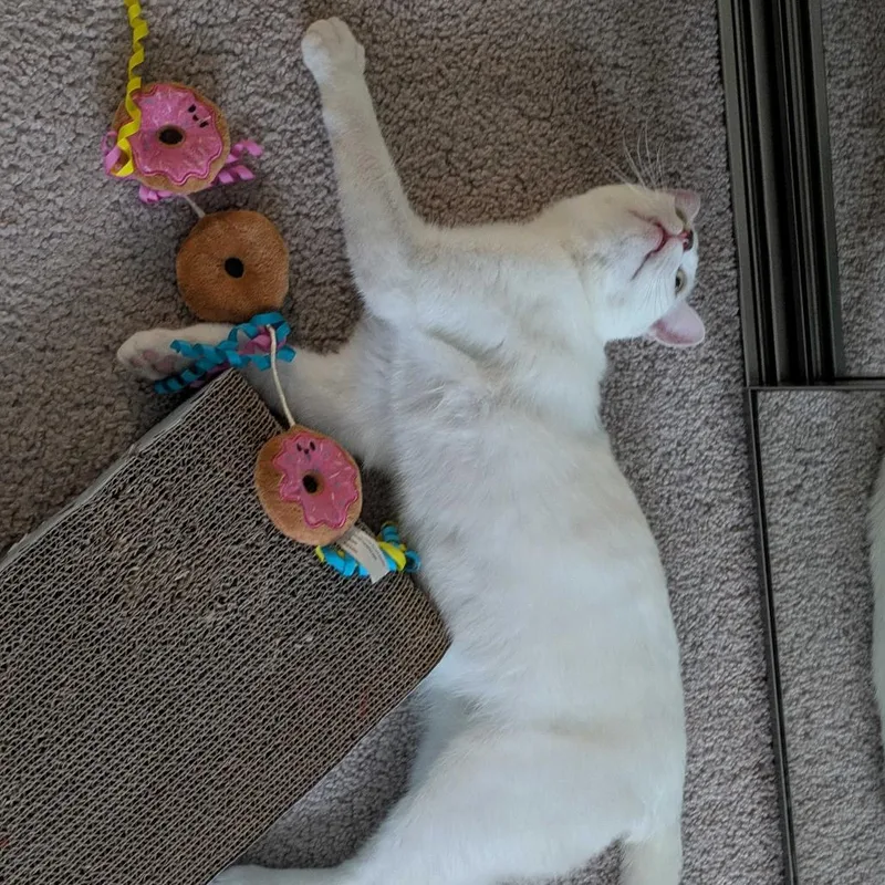 A young medium-sized male White Domestic Short Hair cat named Sonny for adoption in Sunnyvale, CA