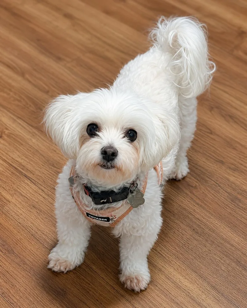 An adult small-sized female Maltipoo dog named Skye for adoption in Godfrey, IL