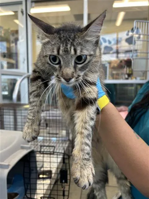 A young small-sized female Domestic Short Hair cat named Larissa for adoption in San Antonio, TX