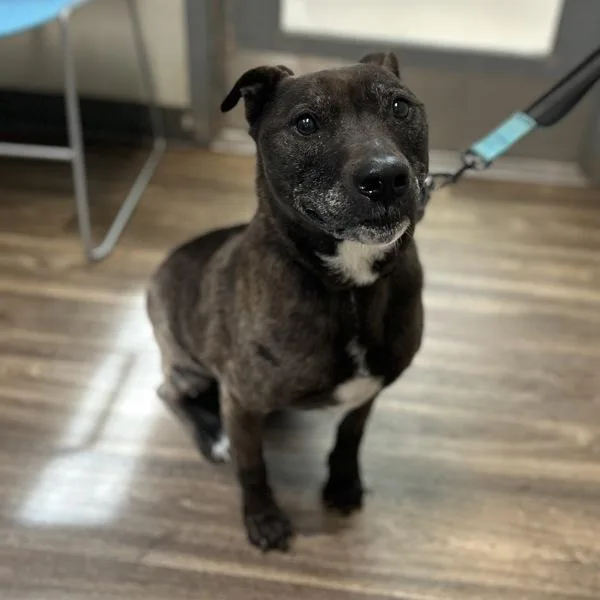 A senior medium-sized male Pit Bull Terrier dog named Scottie for adoption in San Diego, CA