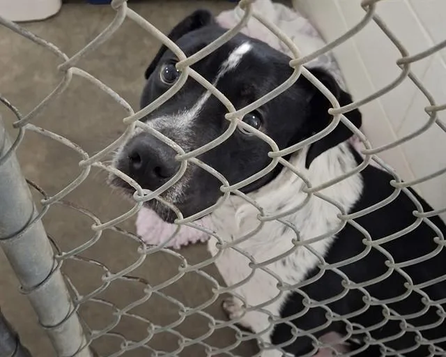 A young medium-sized female Pit Bull Terrier dog named Kira for adoption in Olathe, KS