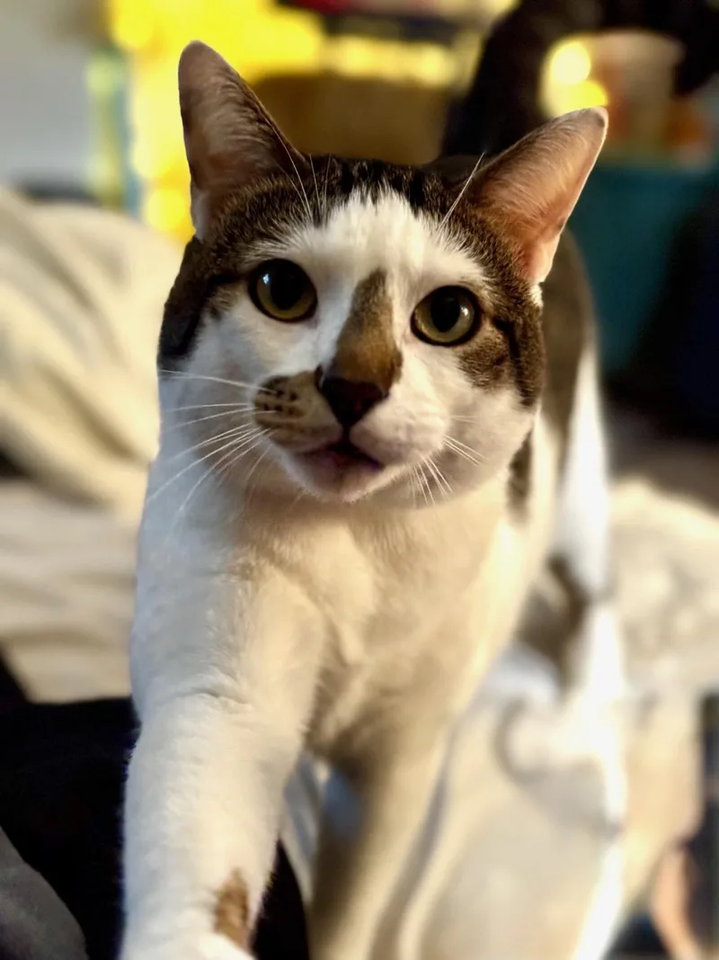 Poseidon Maximus Aka Pi