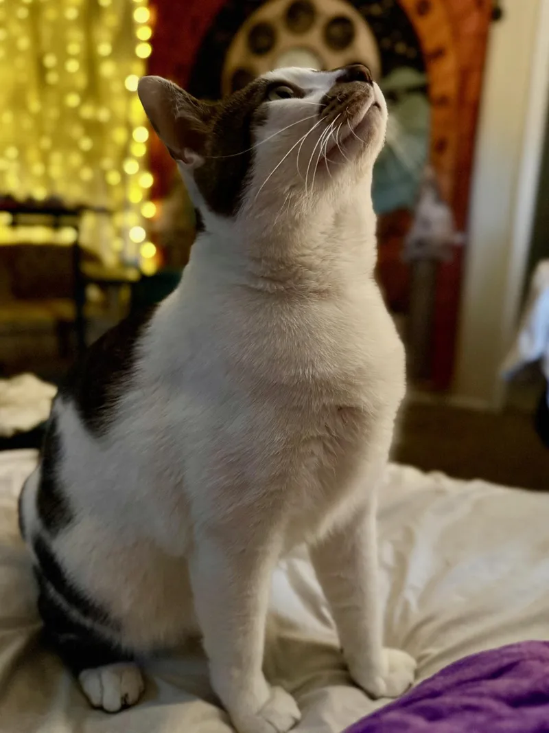 Poseidon Maximus Aka Pi thumbnail 3