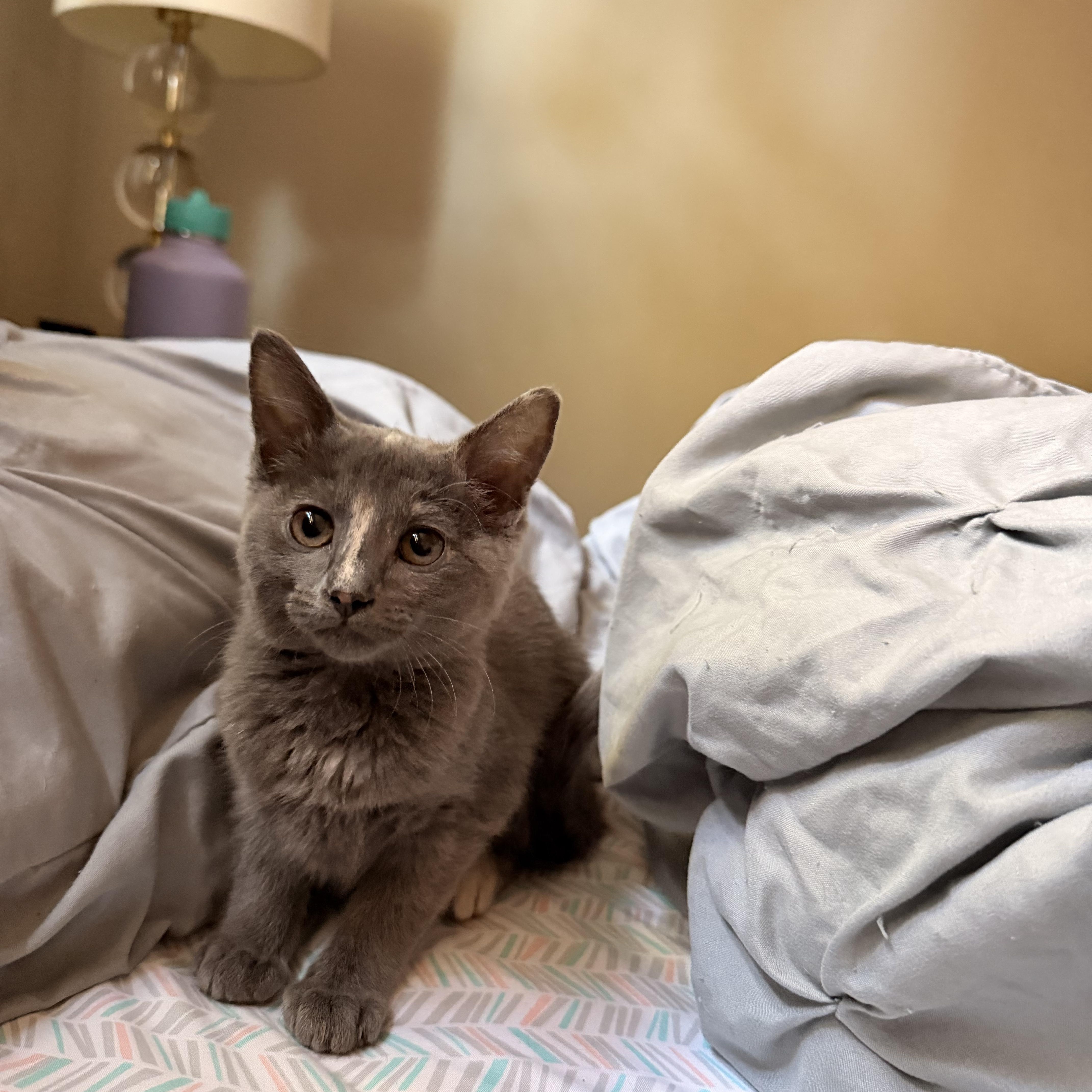 A baby medium-sized female Domestic Short Hair cat named Daikon for adoption in Davis, CA
