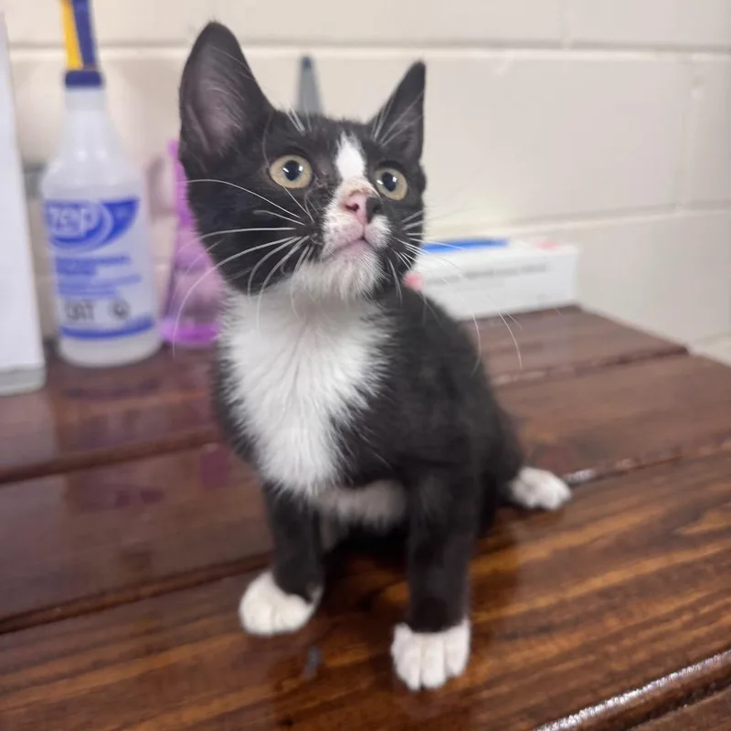 A baby small-sized female Black Domestic Short Hair cat named Alesia for adoption in Middleburg, FL